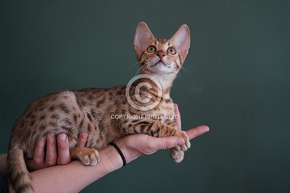 Savannah Cat