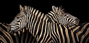 Two zebras together