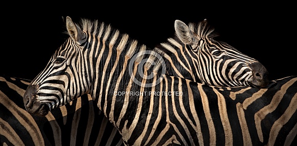 Two zebras together