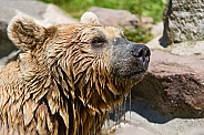 Brown Bear Emerging from Water
