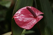 Flamingo Lily