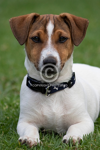 Jack Russell Terrier puppy.