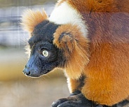 Lemur