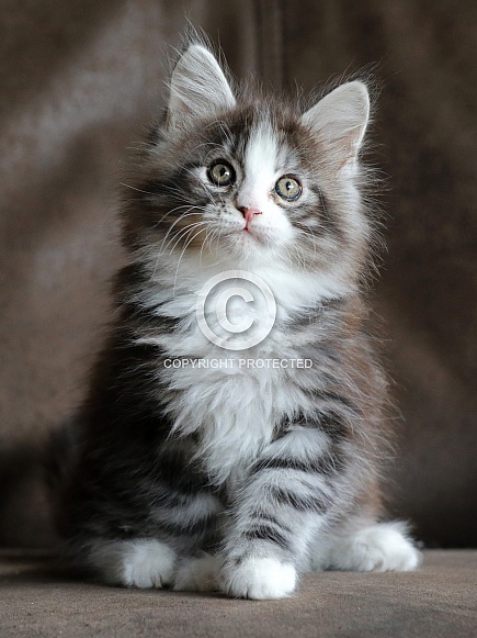 Maine Coon
