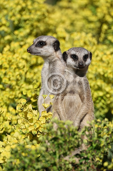 meerkats (Suricata suricatta)