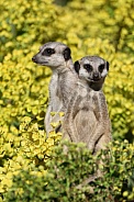 meerkats (Suricata suricatta)