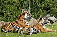 Pair of Sumatran Tigers