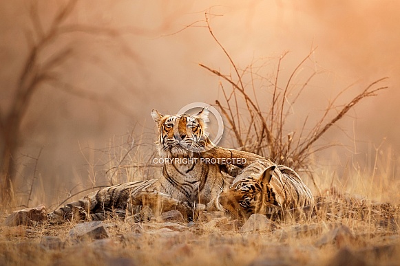 Beautiful tiger in the nature habitat. Tiger pose in amazing light. Wildlife scene with wild animal. Indian wildlife. Indian tiger. Panthera tigris tigris.