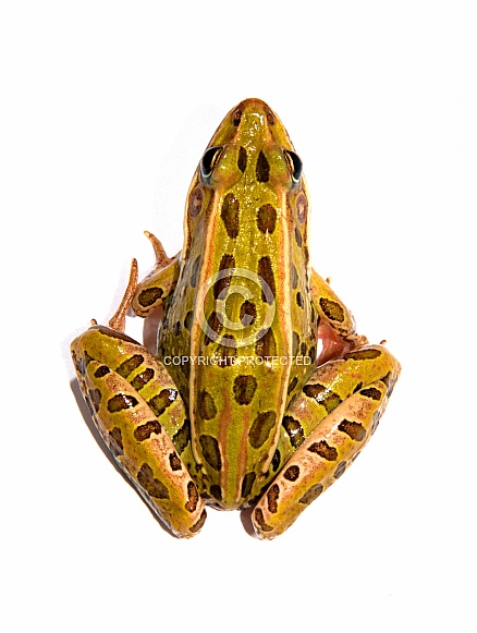 Leopard Frog