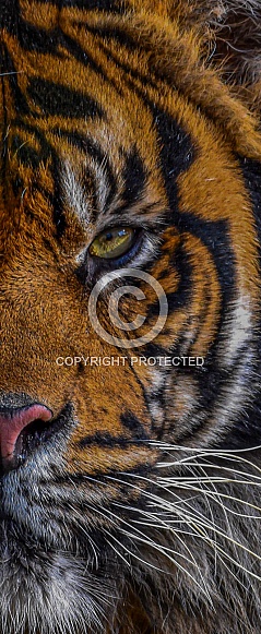 Tiger Face Portrait
