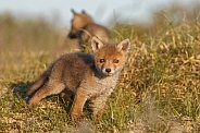 Red fox cubs in there natural habitat