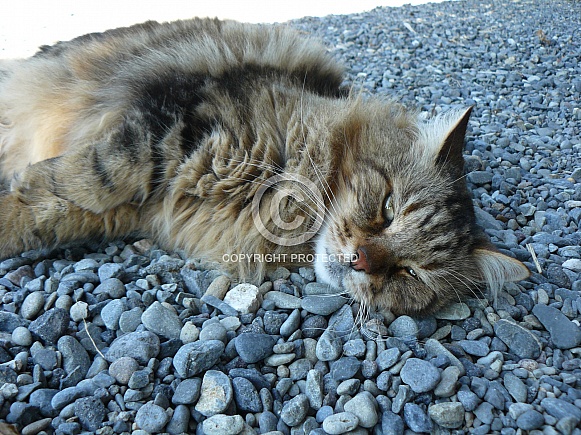 Maine Coon