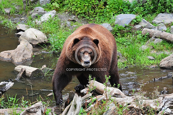 Alaskan Grizzly Bear