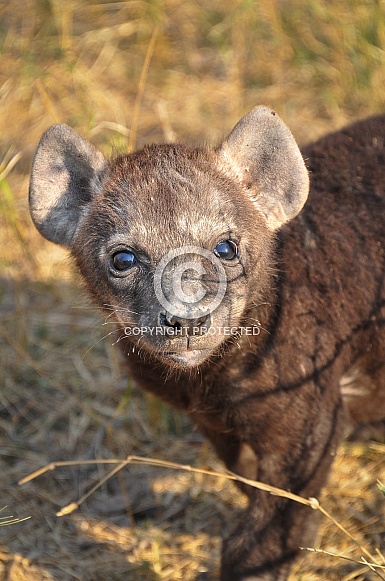 Hyena cub