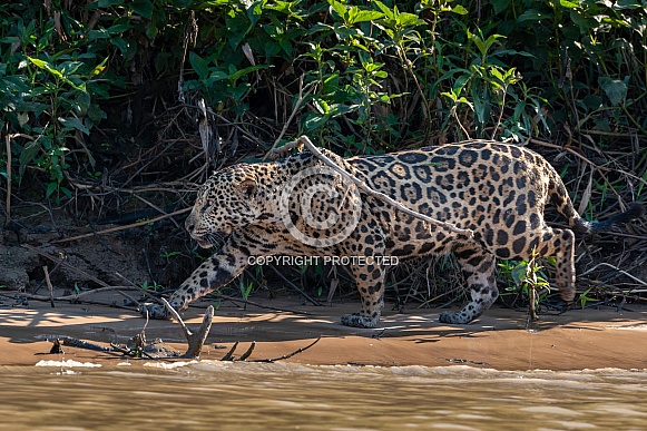 Jaguar Walking the Beach