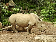 Javan Leopard