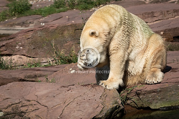 Polar bear