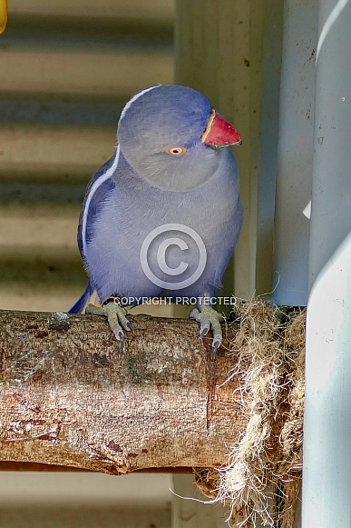 Ring-necked parakeet Ring-necked parakeet