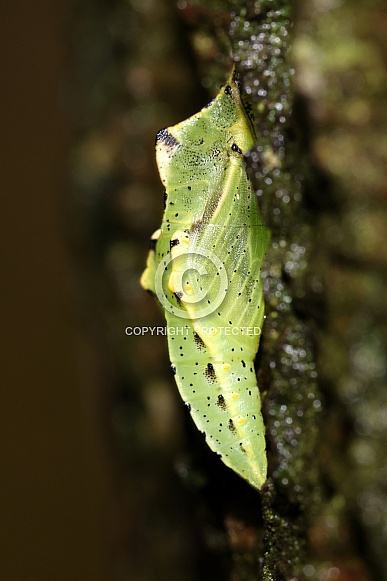 moth cocoon moth cocoon