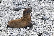 Galapagos Sea Lion Pup