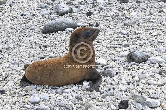 Galapagos Sea Lion Pup Galapagos Sea Lion Pup
