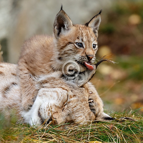 Lynx cub