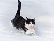 Black and White Cat in Snow