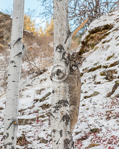 Mountain Lion Cub in a Tree