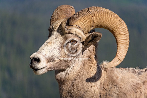 Mountain Goat