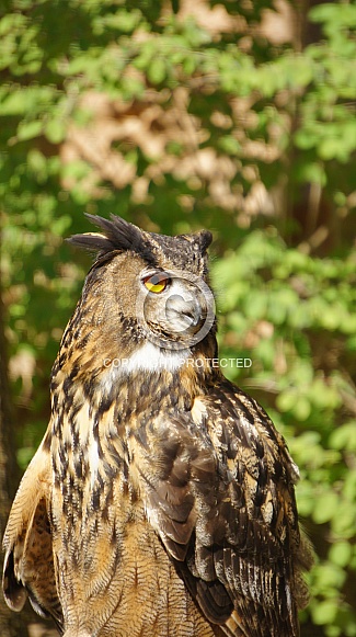 Eagle Owl