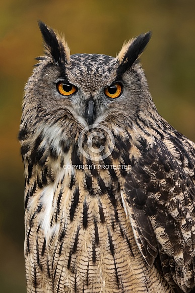 Eurasian Eagle Owl