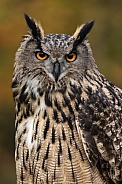 Eurasian Eagle Owl