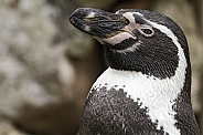 Humboldt Penguin Side Profile Close Up