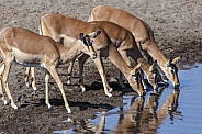 Impala (Aepyceros melampus melampus)