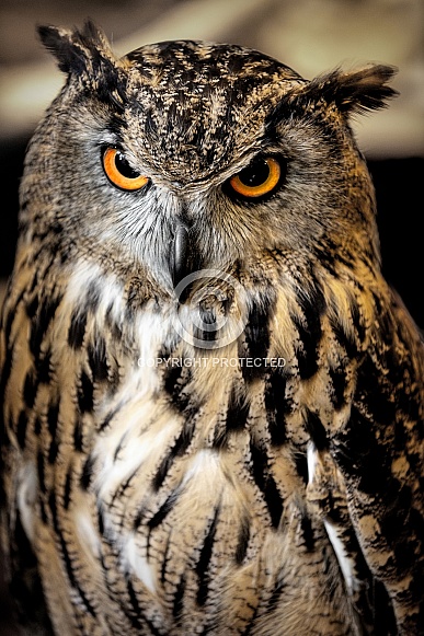 Eurasian Eagle Owl--Angry Eyes Eurasian Eagle Owl--Angry Eyes