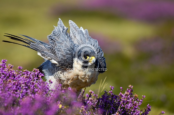 Peregrine Falcon Peregrine Falcon