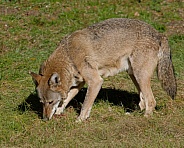 Red wolf