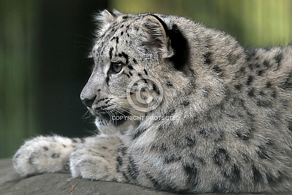 Snow Leopard Snow Leopard