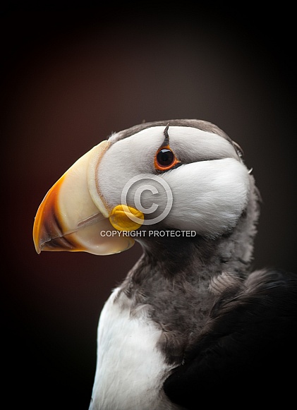 Horned Puffin Horned Puffin