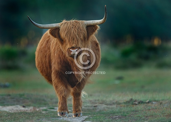 Highland Cattle Highland Cattle