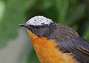 White crowned Robin Chat