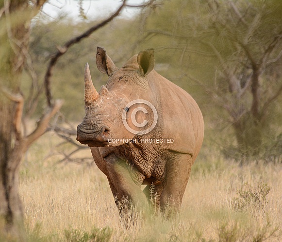 White Rhino portrait