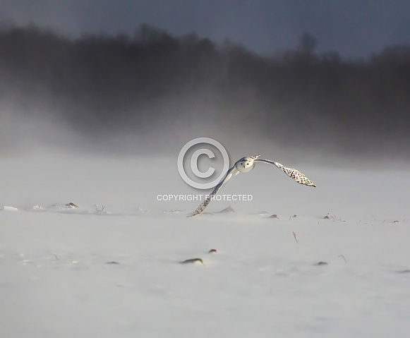 Female Snowy Owl Flying on a Misty Day