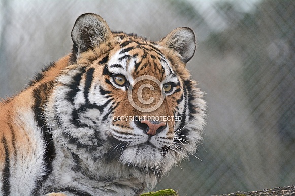 Siberian Tiger Siberian Tiger