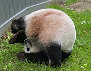 Giant Pandas