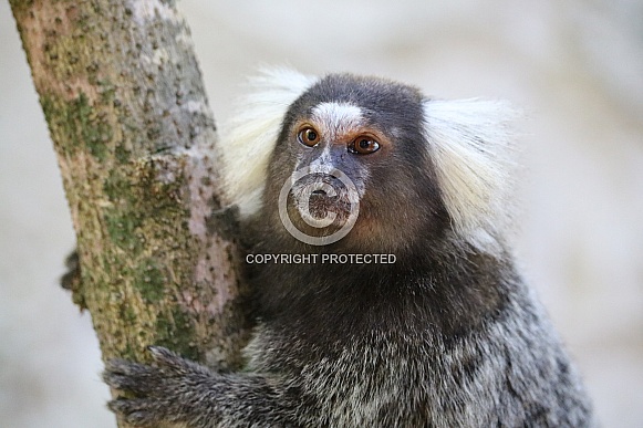 Marmoset