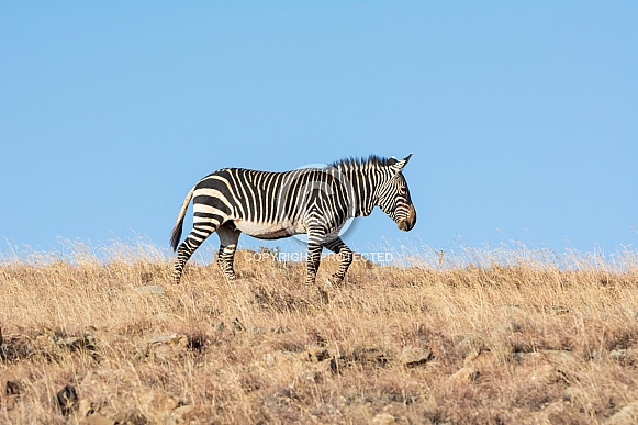 Cape Mountain Zebra Cape Mountain Zebra