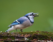 Blue Jay