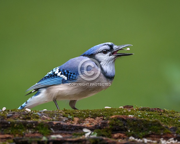 Blue Jay