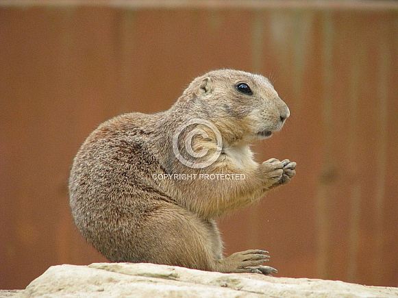 Prairie Dog